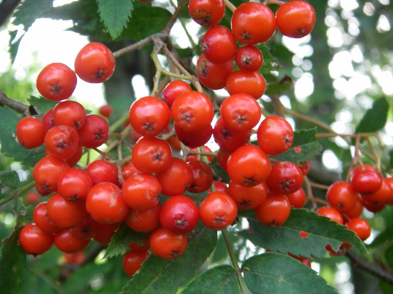 Sorbus aucuparia 4