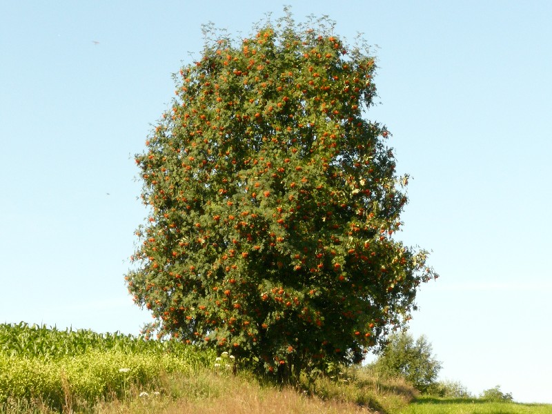 Sorbus aucuparia 1