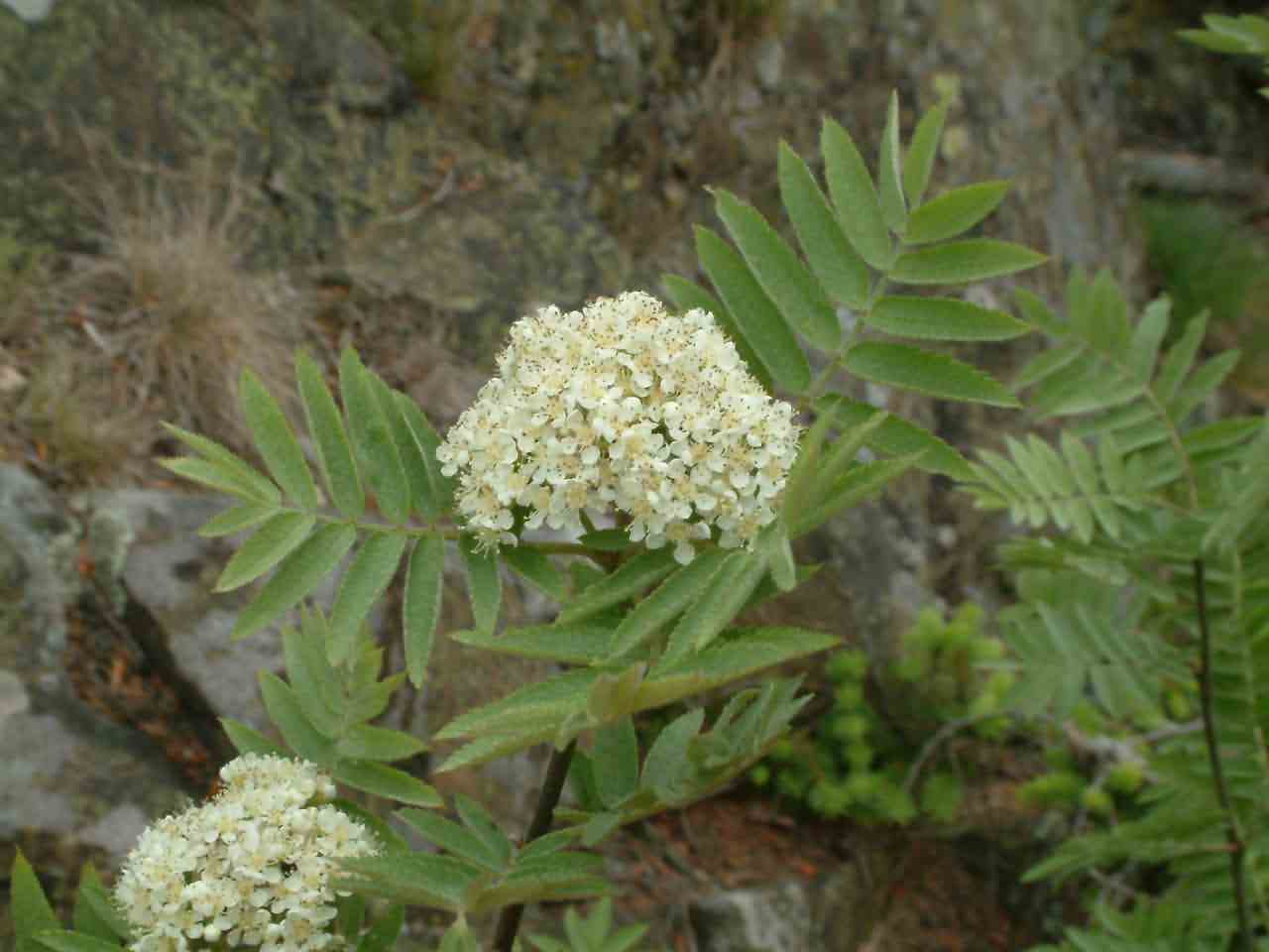 Sorbus aucuparia 2