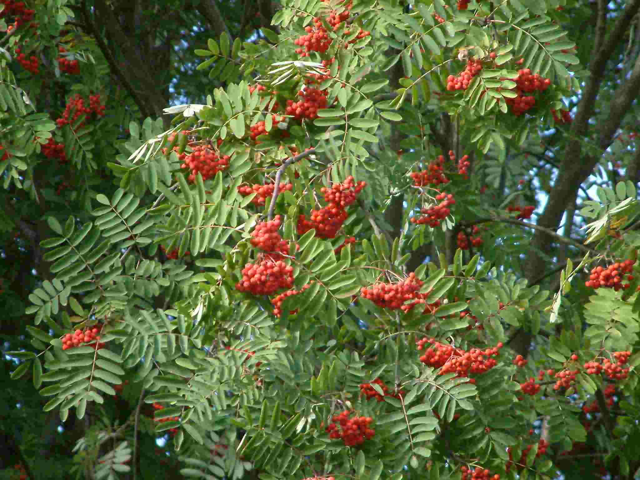 Sorbus aucuparia 3