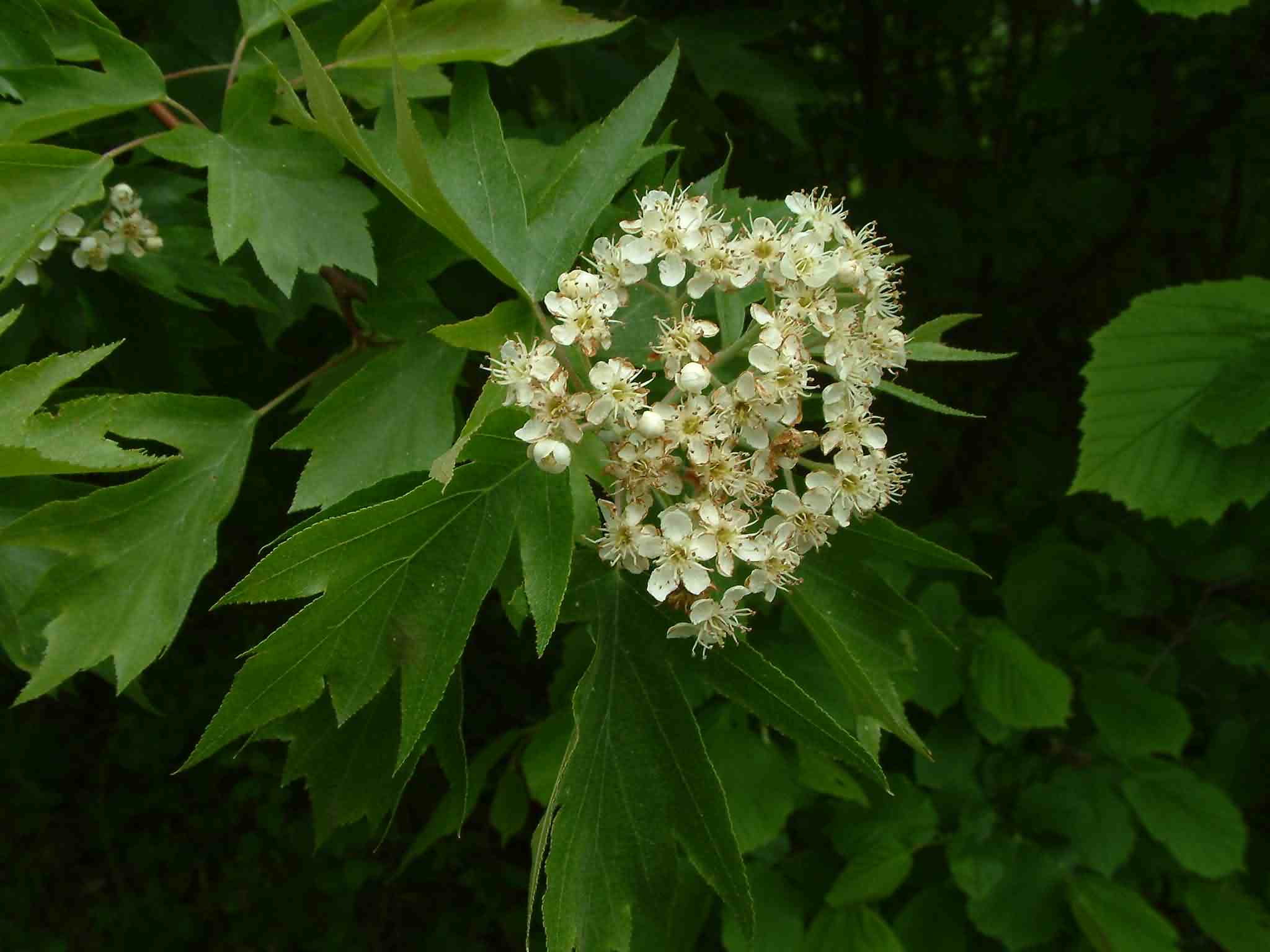 Sorbus torminalis 1