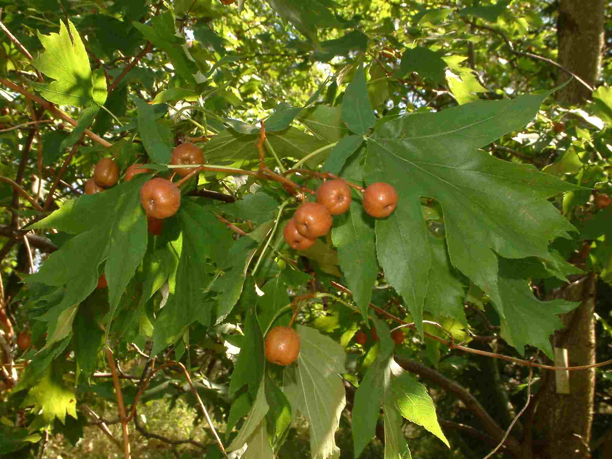 Sorbus torminalis 2