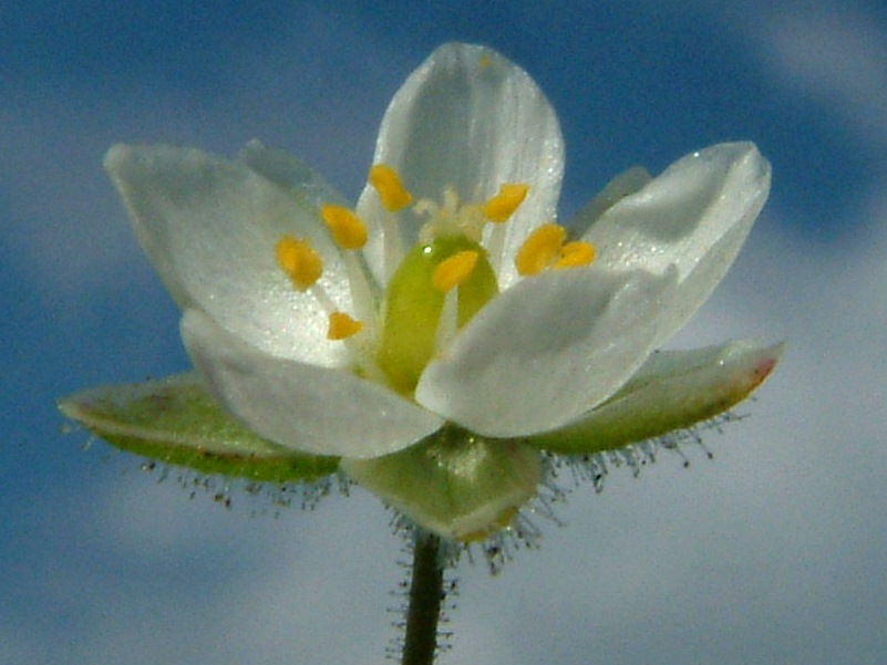 Spergula arvensis 1