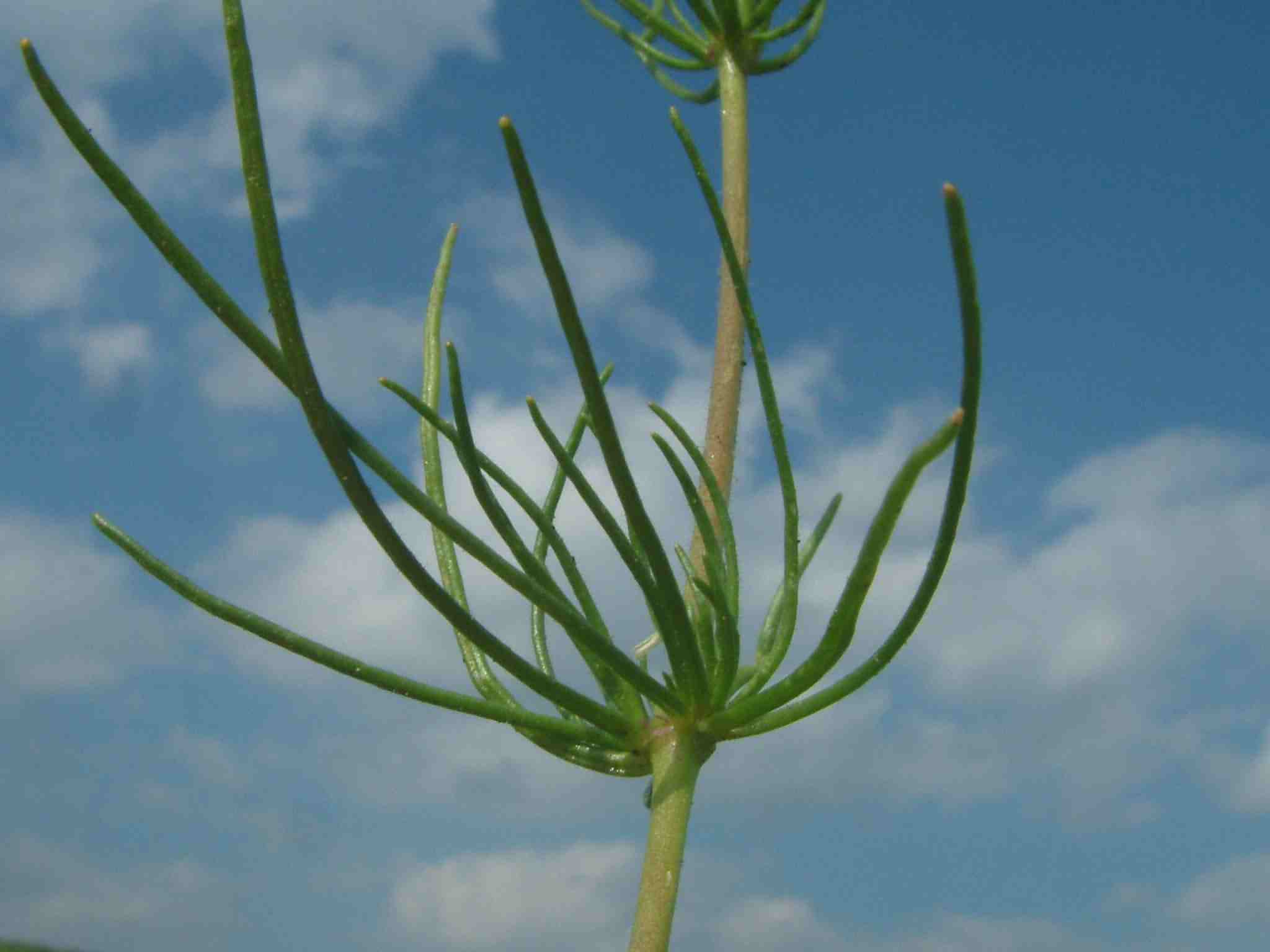 Spergula arvensis 2