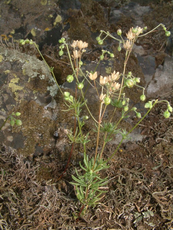 Spergula morisonii 2