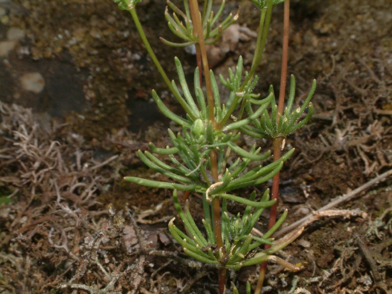 Spergula morisonii 4