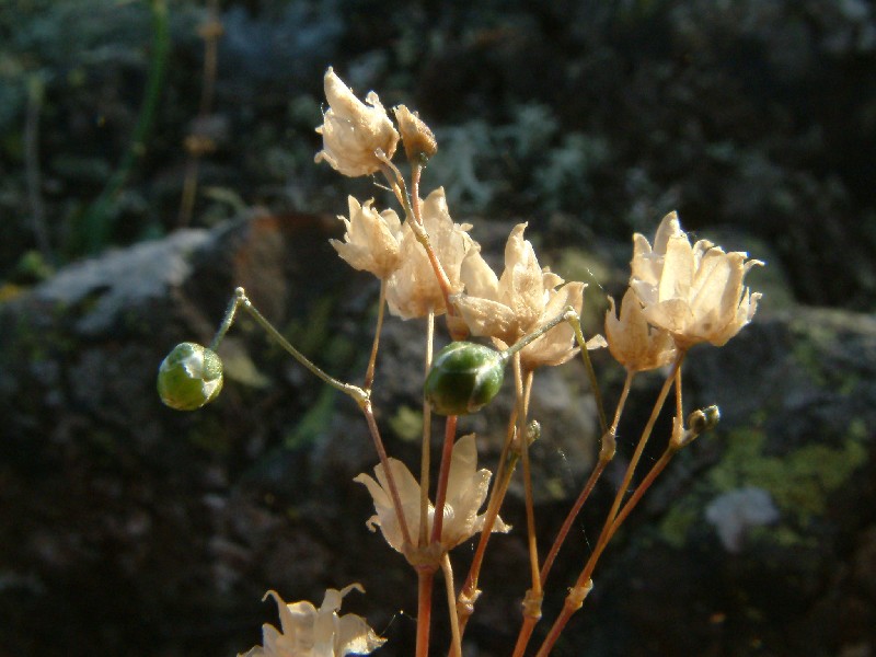 Spergula morisonii 3