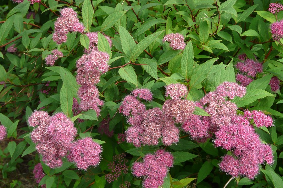 Spiraea japonica