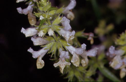 Stachys annua  1