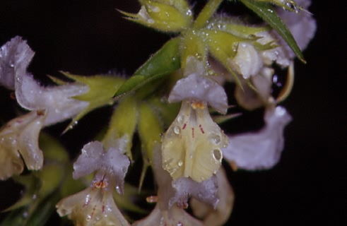 Stachys annua 2