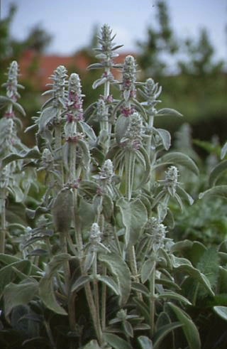 Stachys byzantina 1