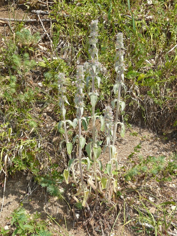 Stachys germanica 1