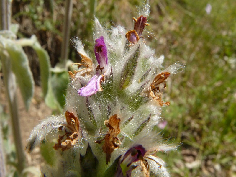 Stachys germanica 2