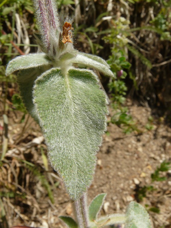 Stachys germanica 3