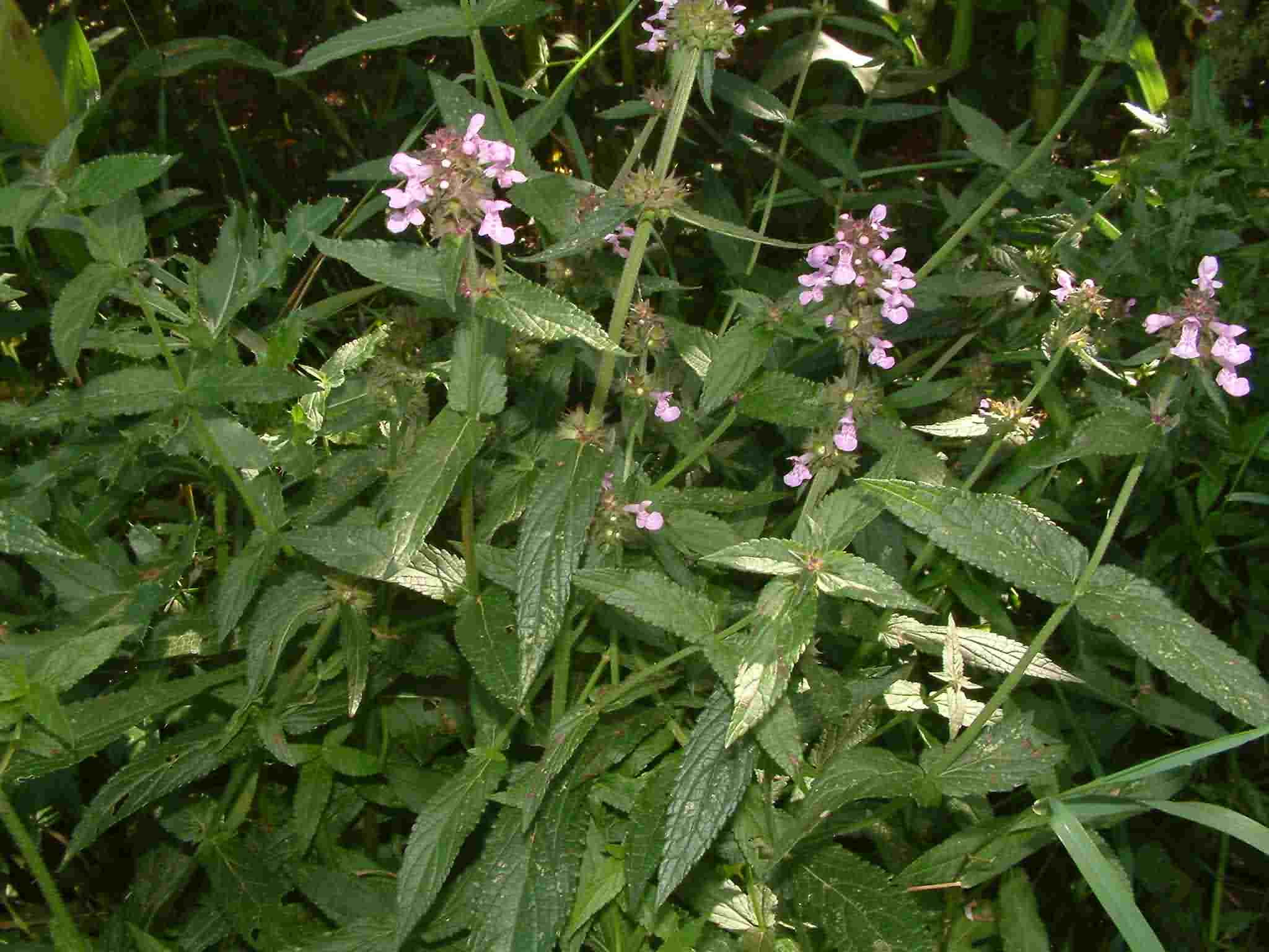 Stachys palustris 1