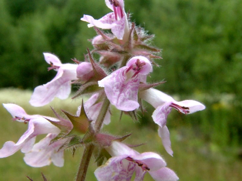 Stachys palustris 2