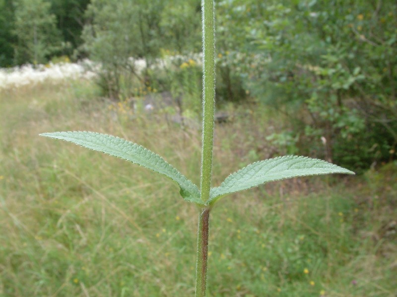 Stachys palustris 3