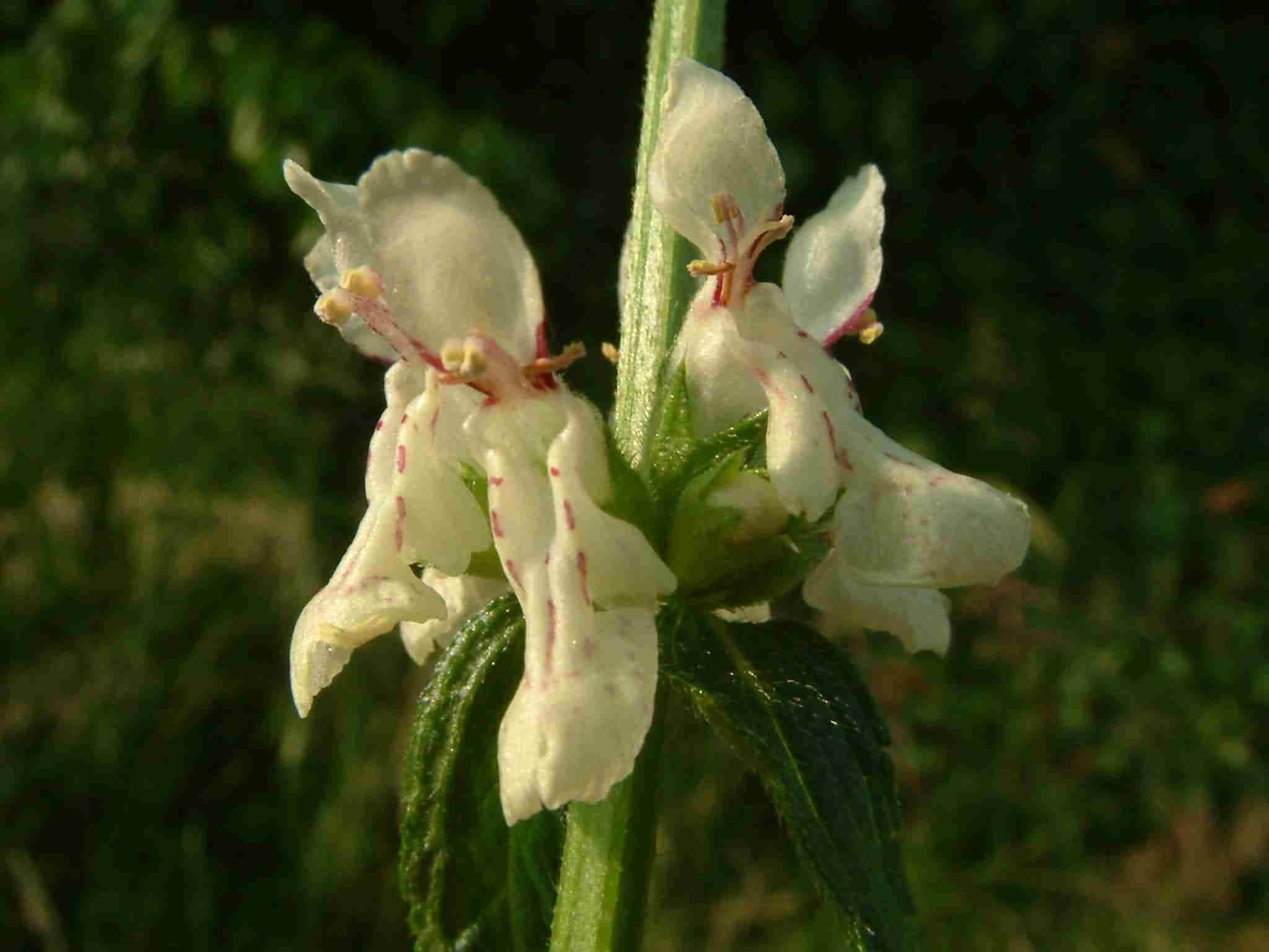 Stachys recta 2