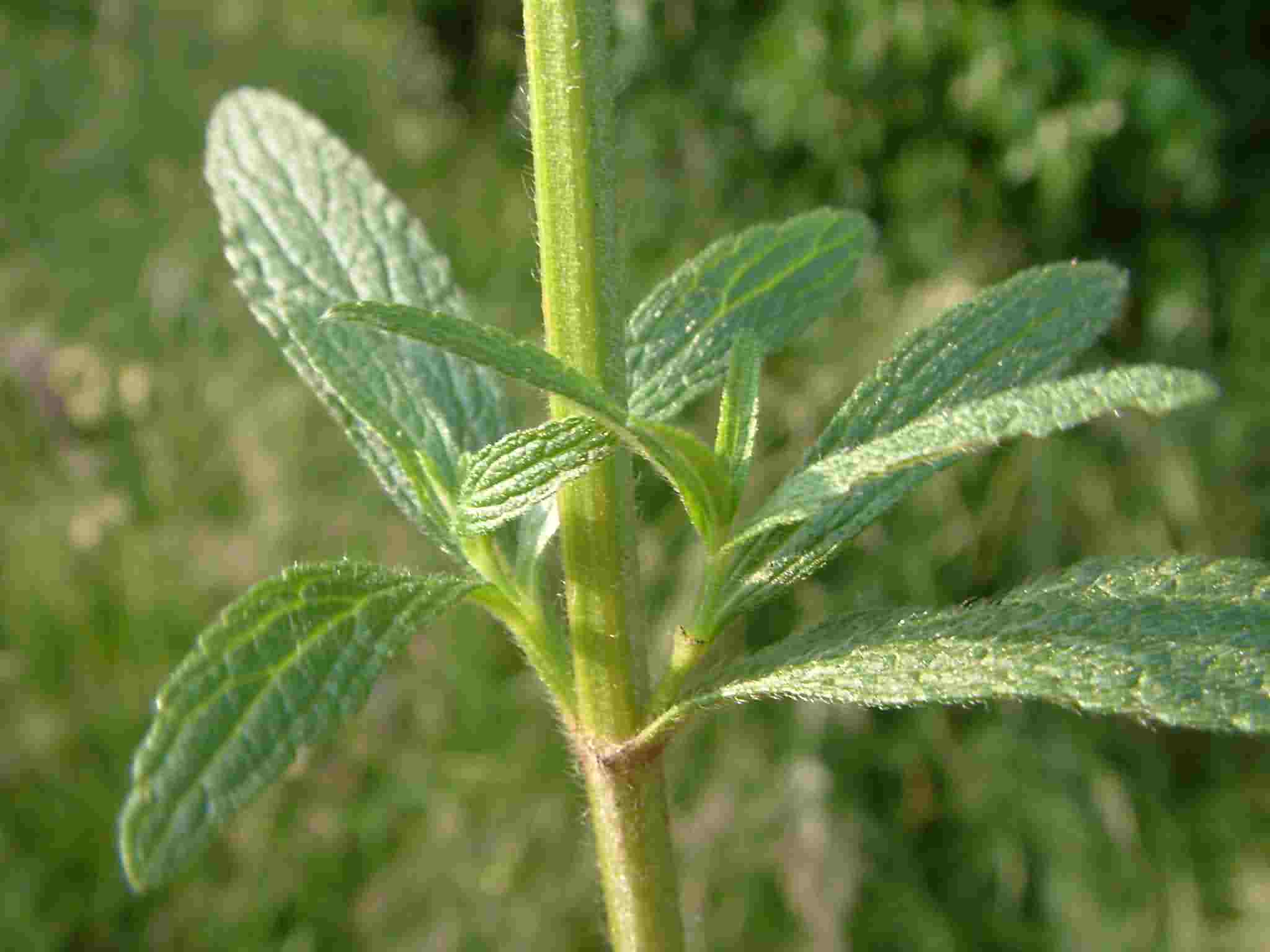 Stachys recta 3