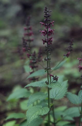 Stachys sylvatica 1