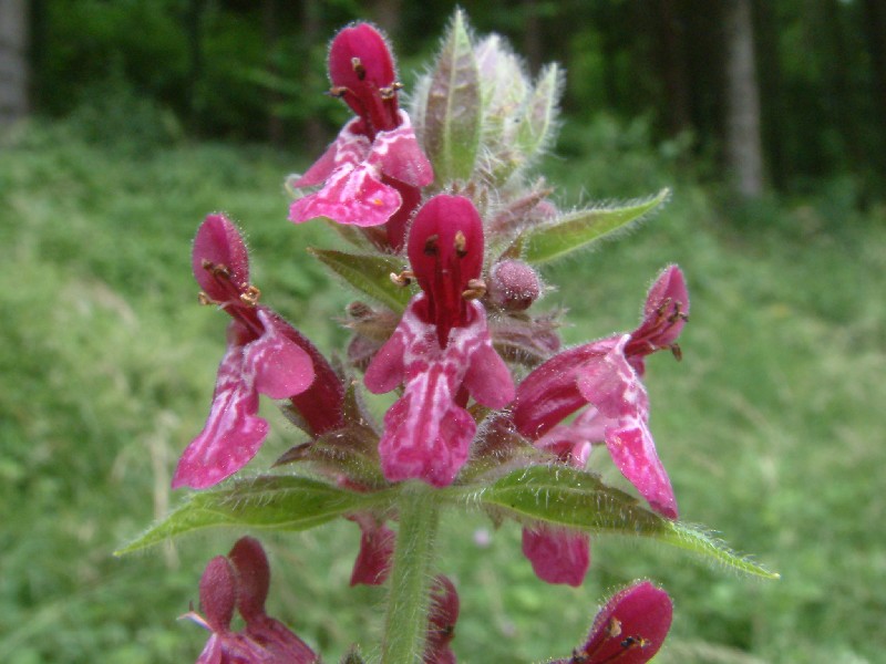 Stachys sylvatica 2