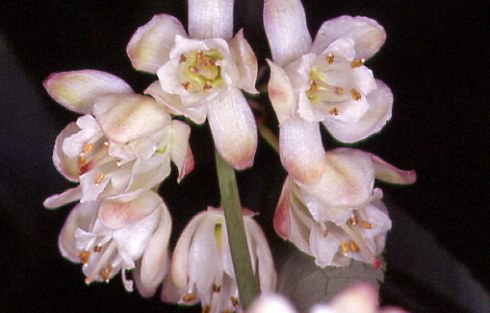 Staphylea pinnata 2