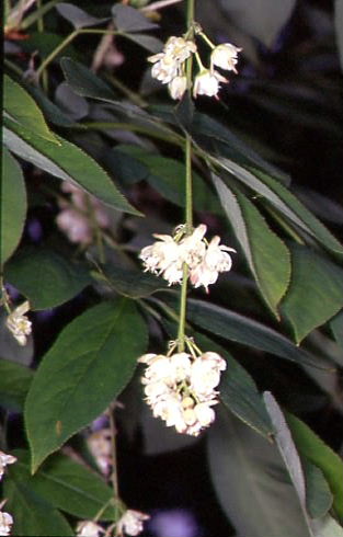 Staphylea pinnata 1