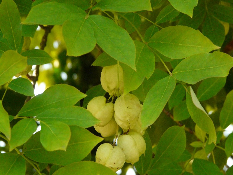 Staphylea pinnata 3