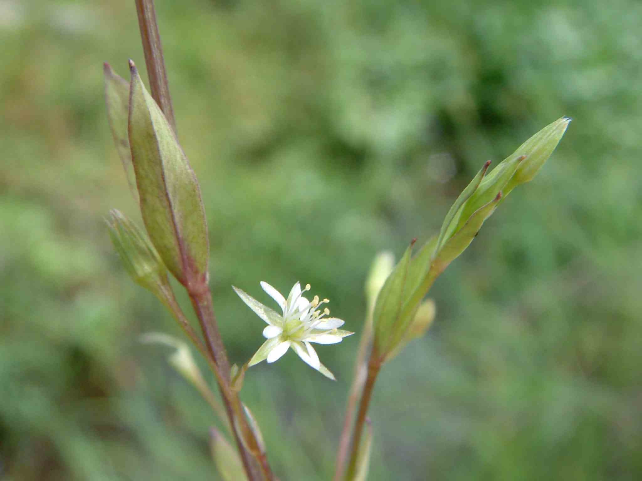 Stellaria alsine 2