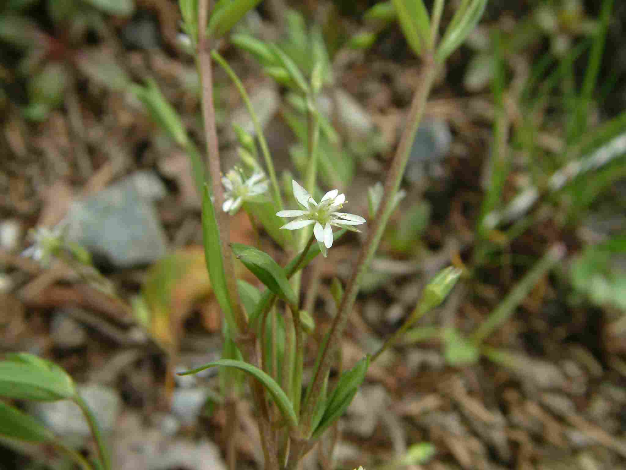 Stellaria alsine 1