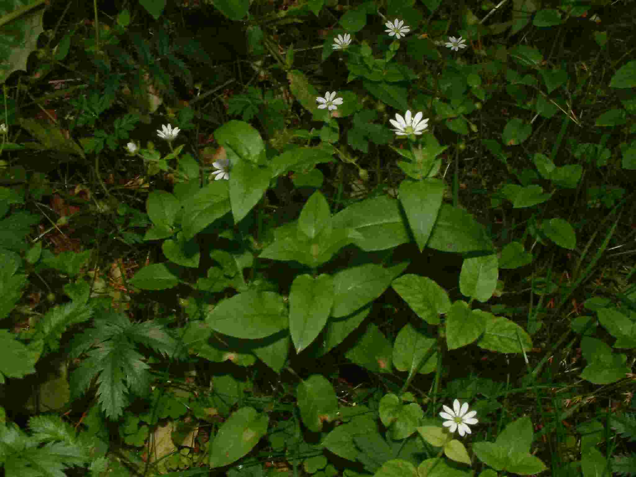 Stellaria aquatica 1