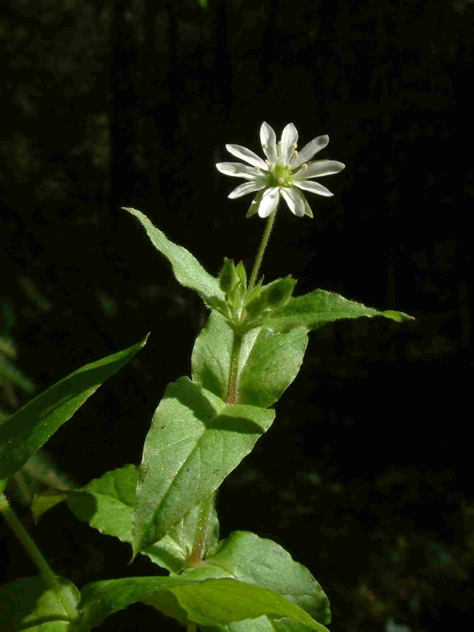 Stellaria aquatica 2