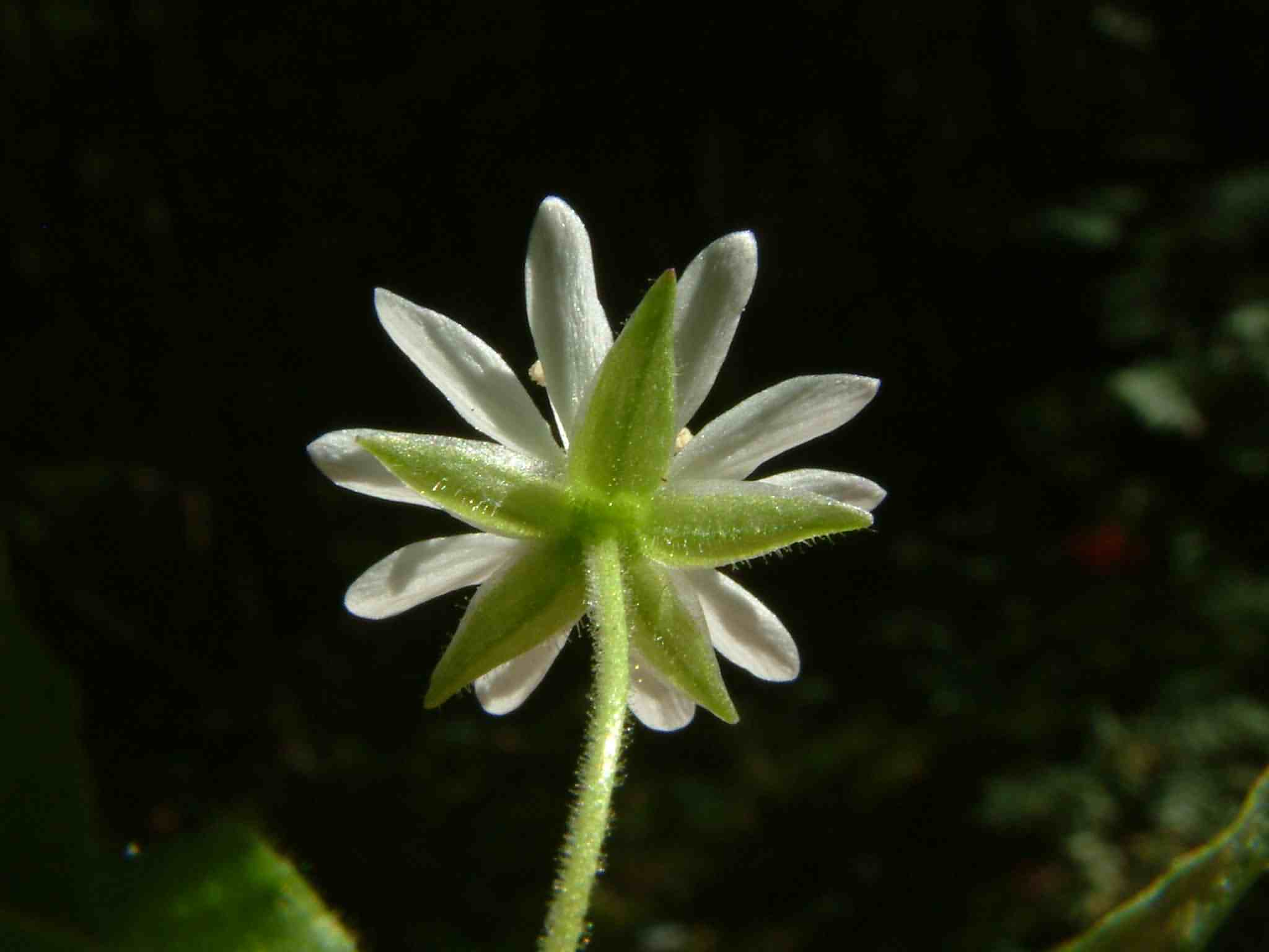 Stellaria aquatica 4