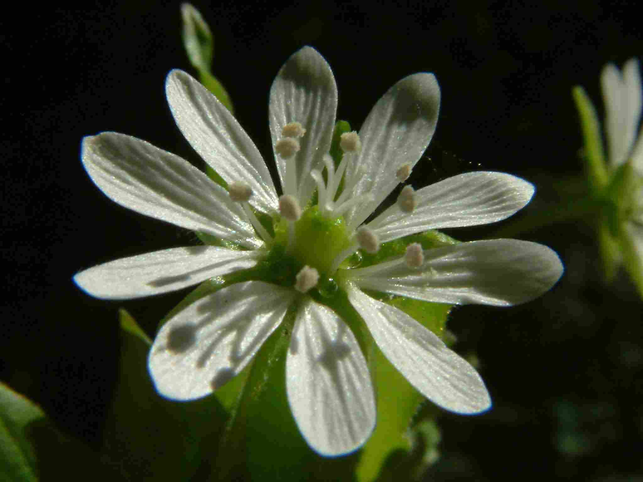 Stellaria aquatica 3