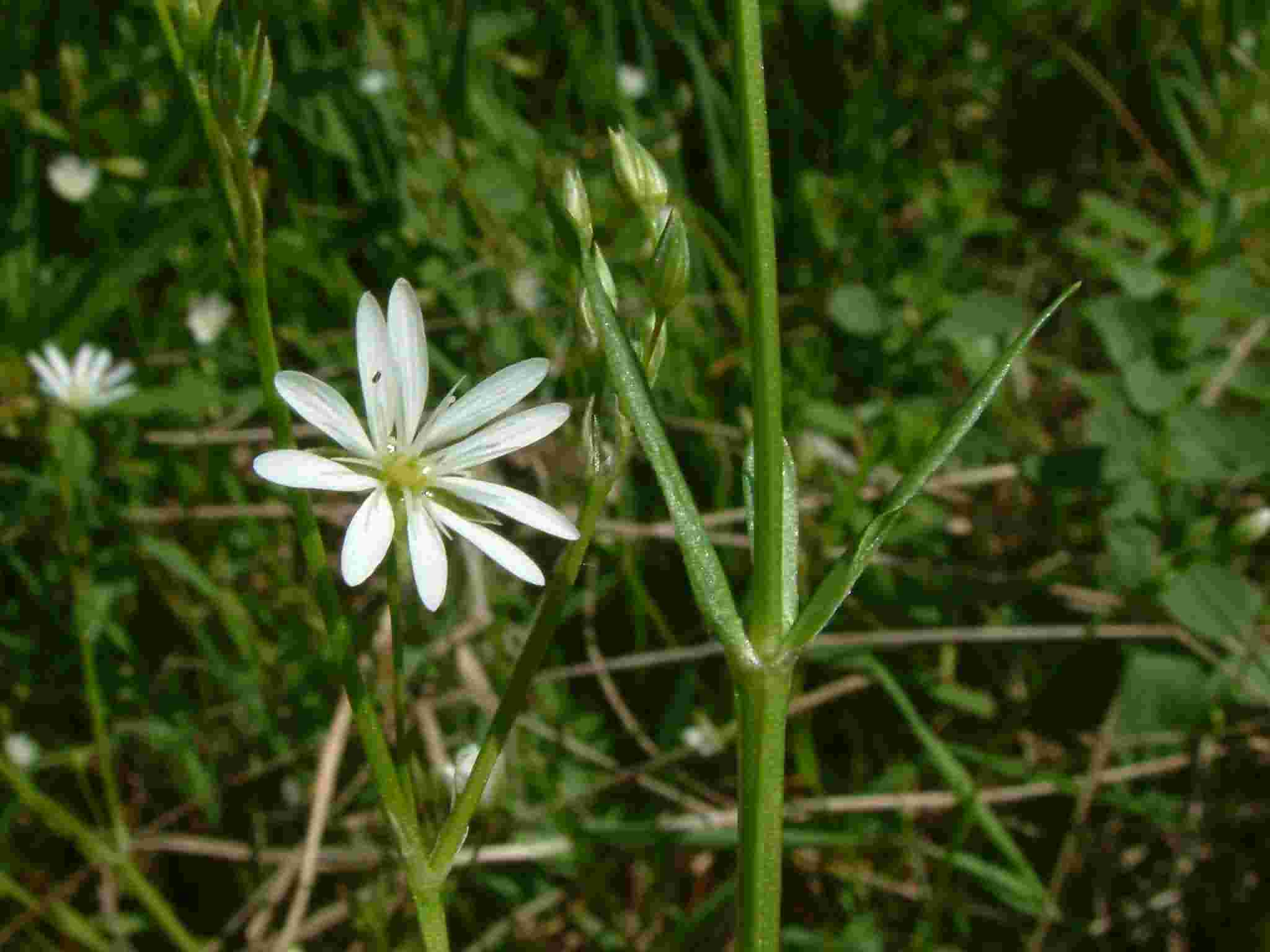 Stellaria graminea 1