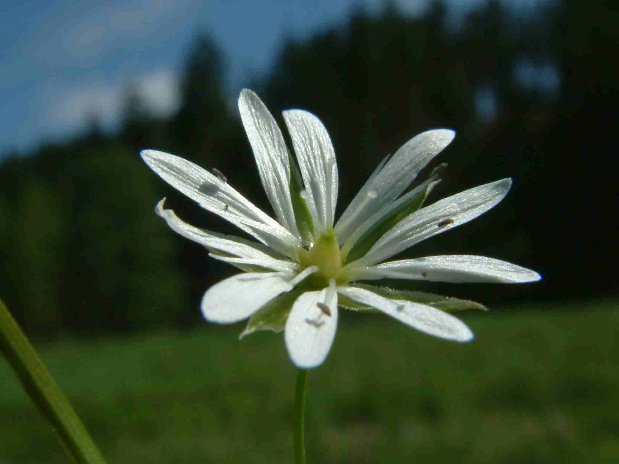 Stellaria graminea 2