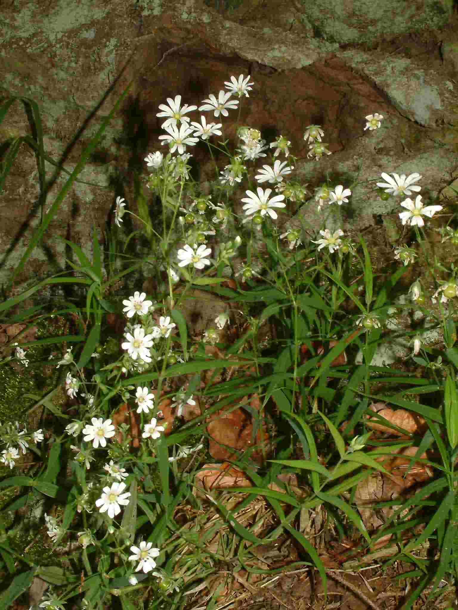 Stellaria holostea 1