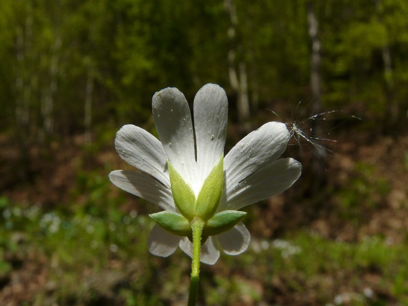 Stellaria holostea 3