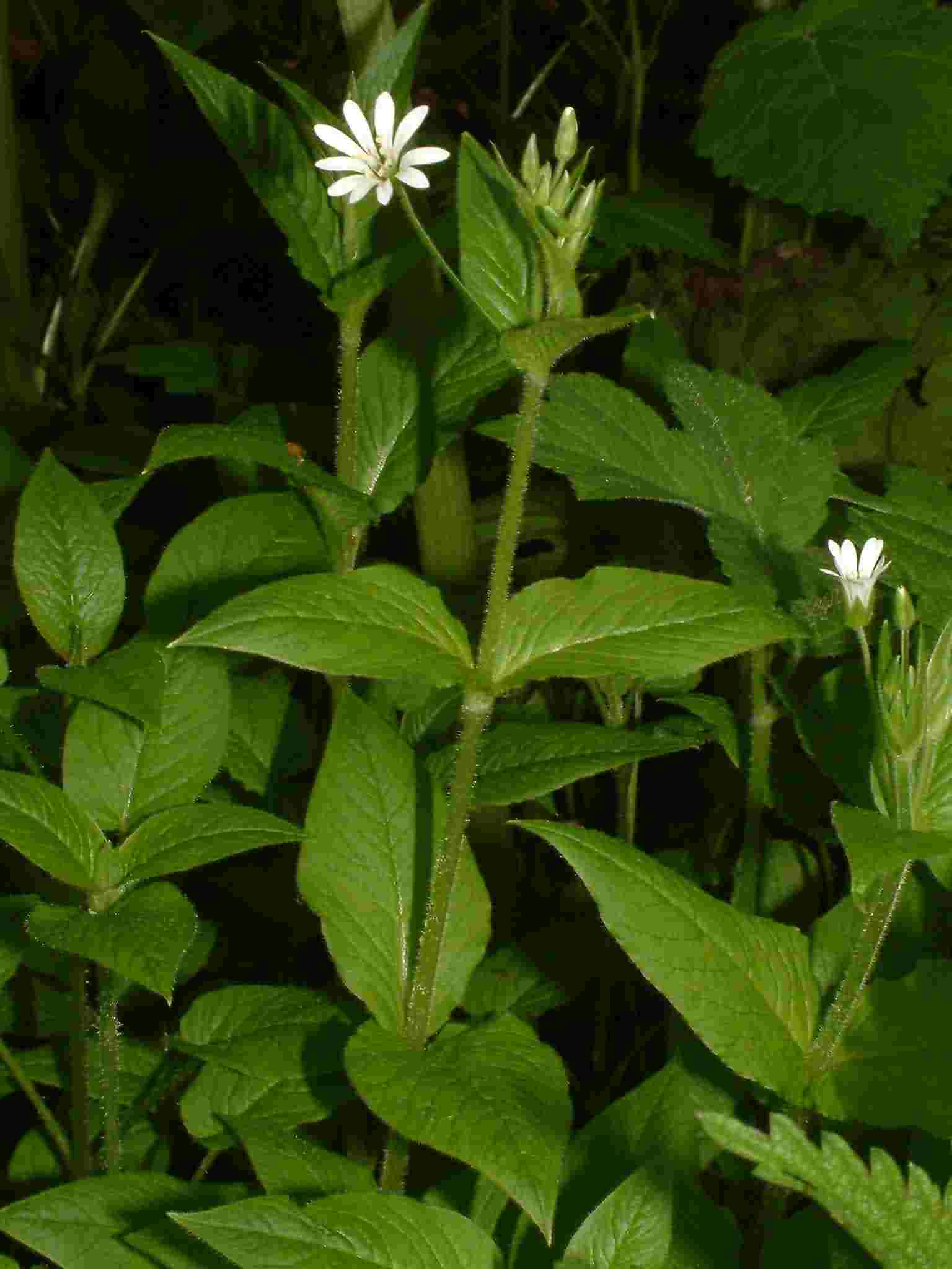 Stellaria nemorum 1