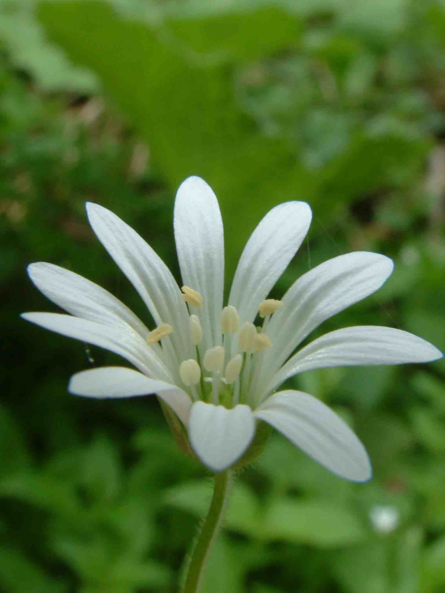 Stellaria nemorum 2