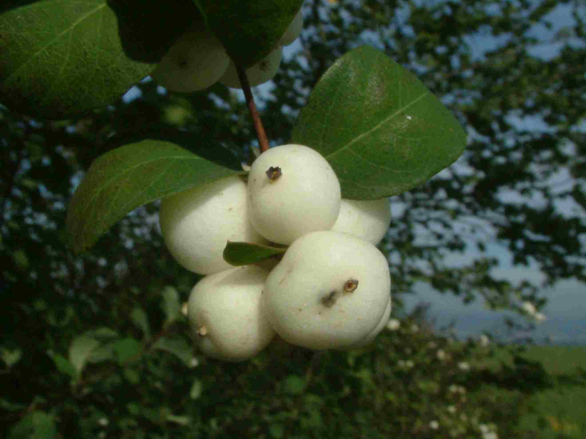 Symphoricarpos albus 2