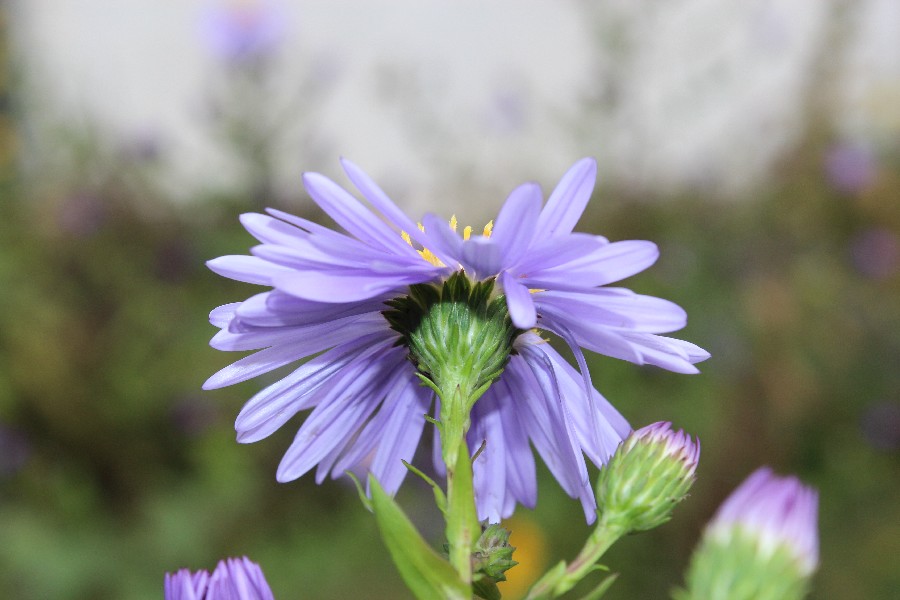 Symphyotrichum_x_versicolor 2