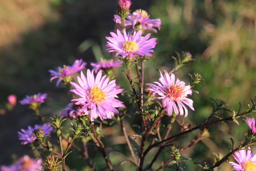 Symphyotrichum novi-belgii 1