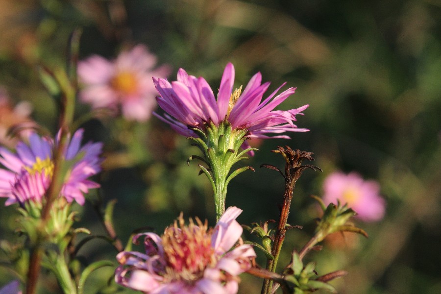 Symphyotrichum novi-belgii 2