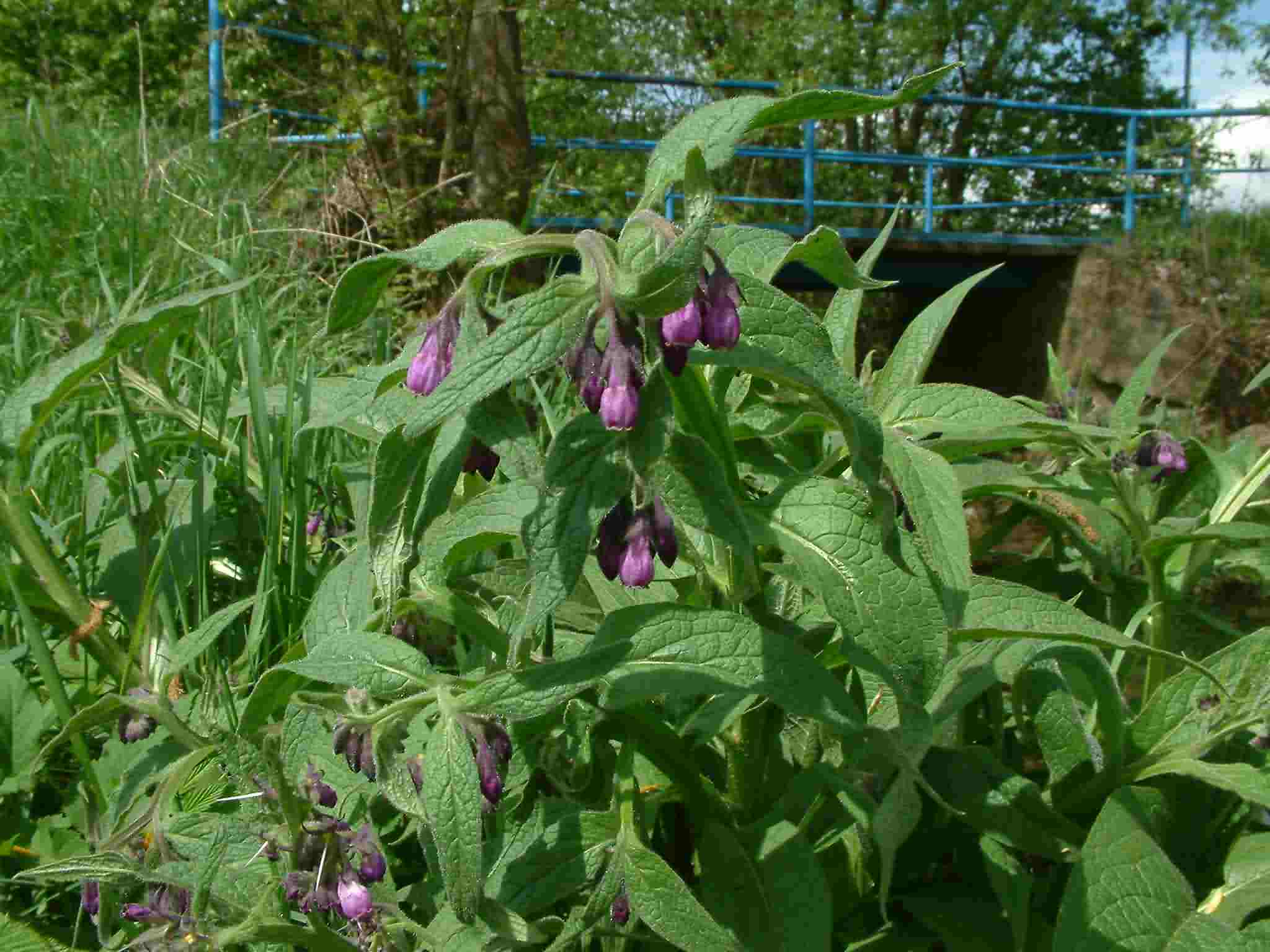 Symphytum officinale 1