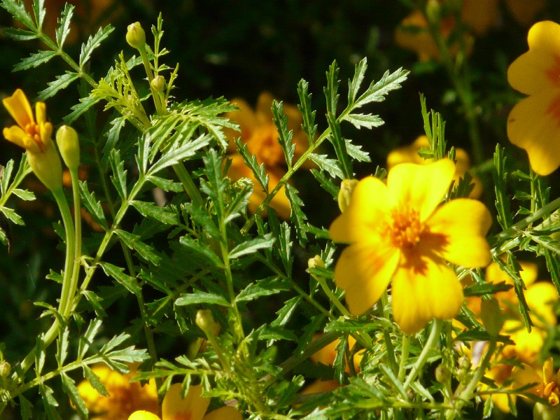 Tagetes tenuifolia