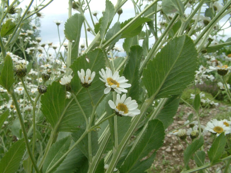 Tanacetum balsamita 1