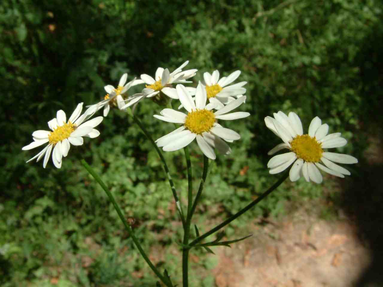 Tanacetum corymbosum 2