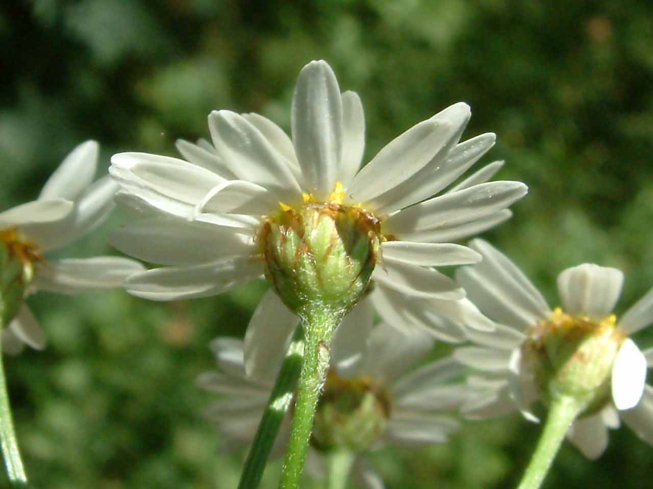 Tanacetum corymbosum 3