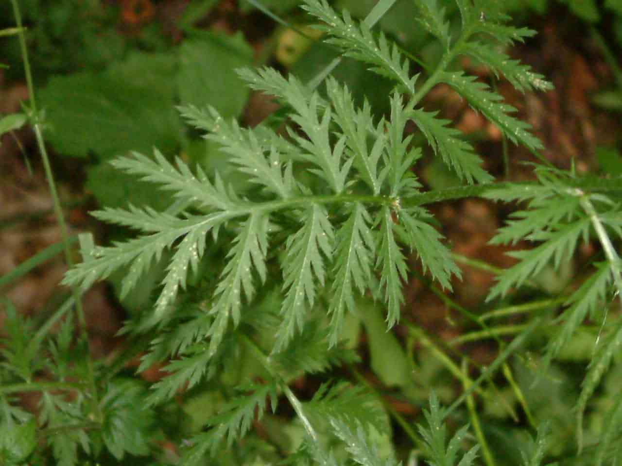 Tanacetum corymbosum 4